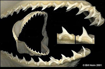 Alopias superciliosus_07.jpg